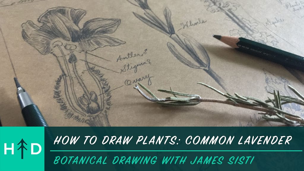 how to draw plants: common lavender