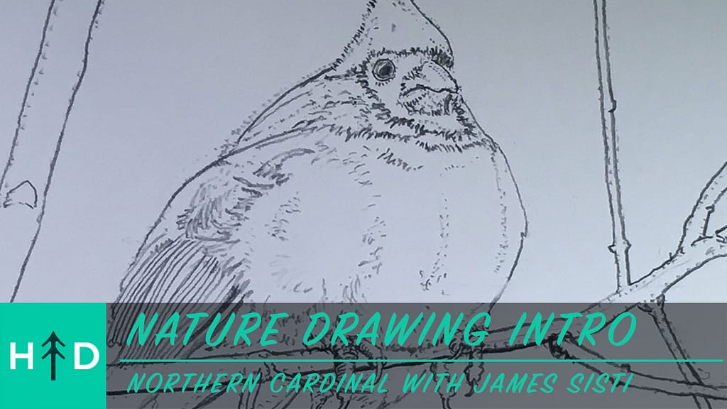 how to draw a cardinal