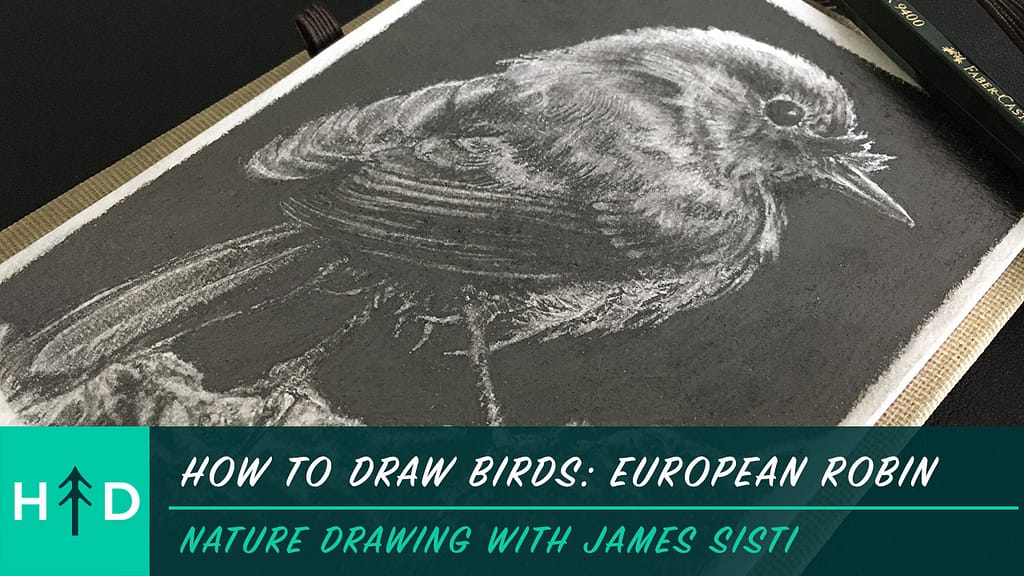 how to draw birds euro robin