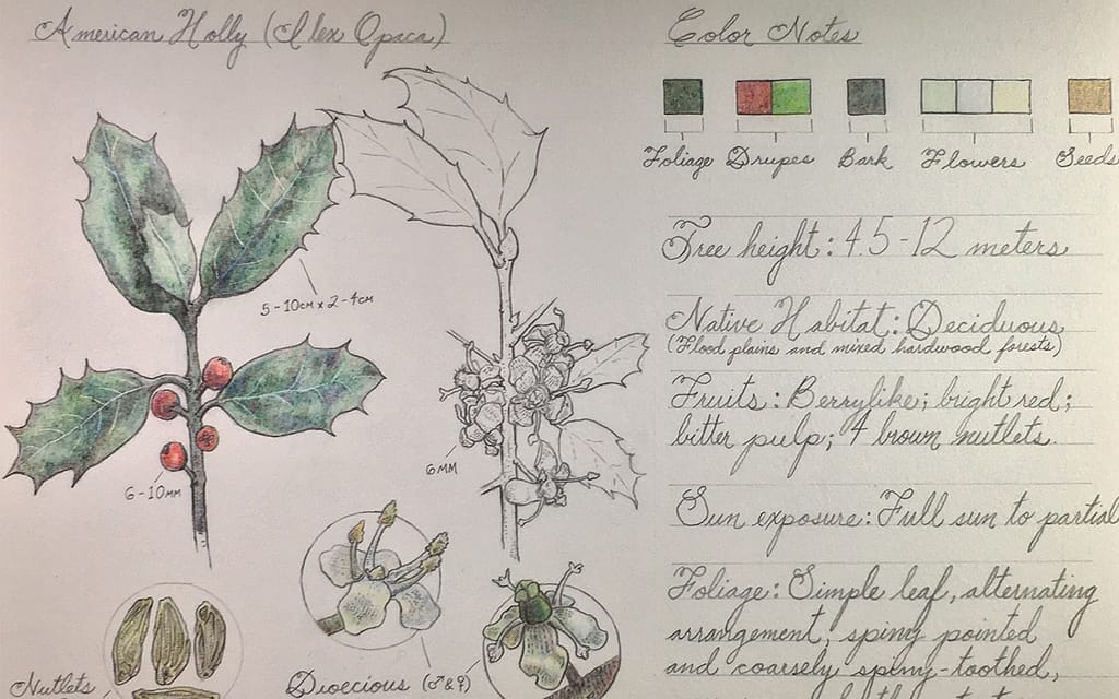 botanical drawing american holly