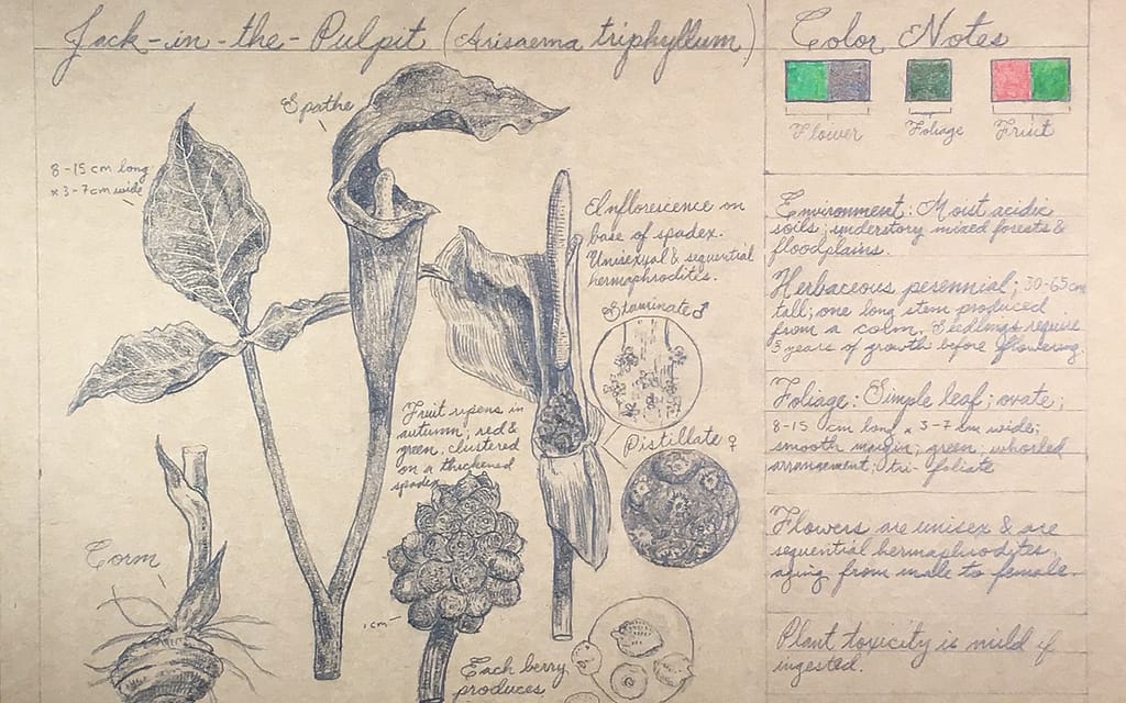 botanical drawing of jack in the pulpit