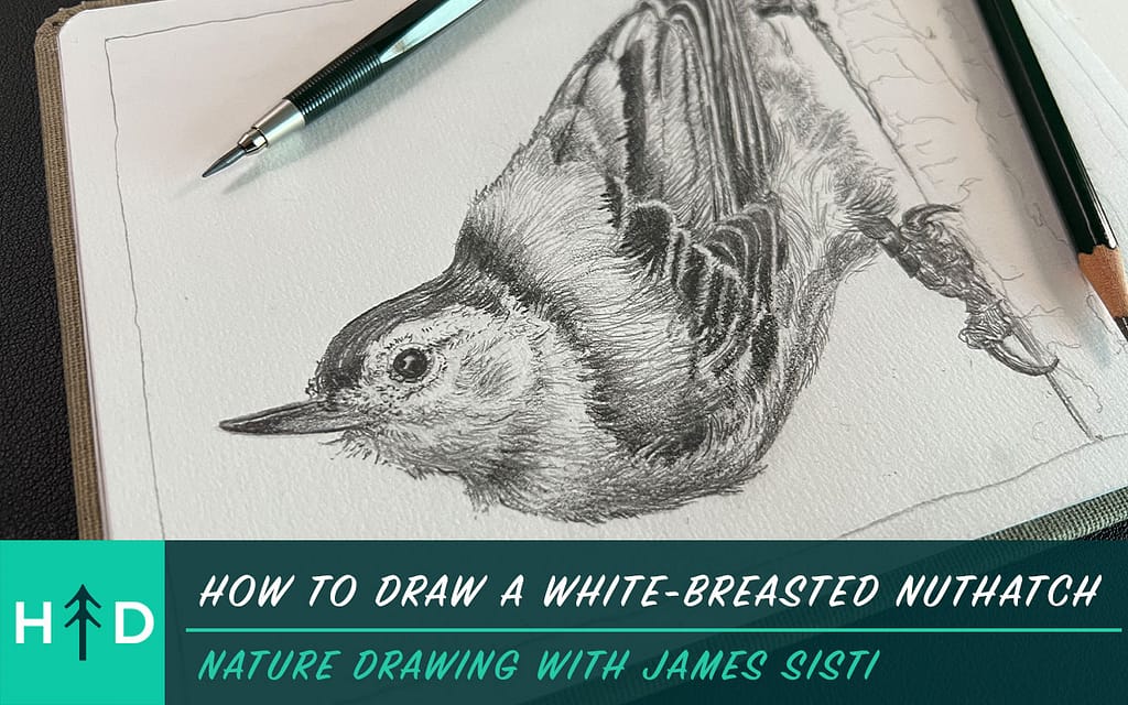 how to draw a white breasted nuthatch
