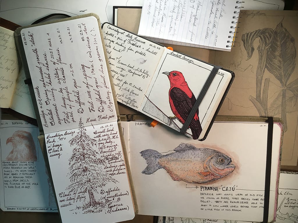 Journaling in Nature [FREE NATURE DRAWING LESSON]