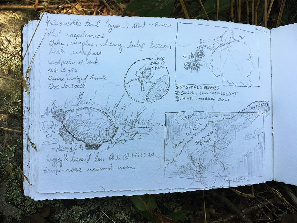 Best Field Sketching Kit for Beginners [FREE NATURE DRAWING LESSON]