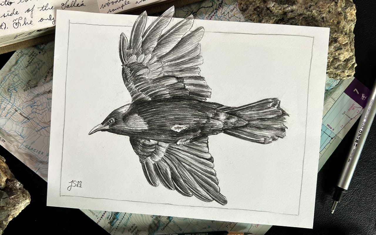 how to draw birds flying