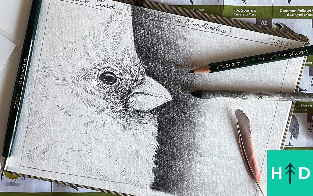 how to draw birds cardinal
