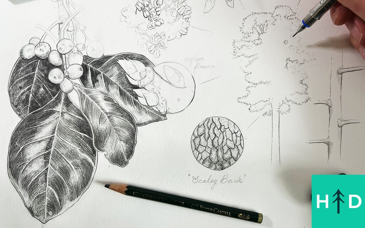 botanical drawing black tupelo