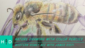 how to draw a honey bee