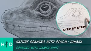 nature drawing with pencil iguana
