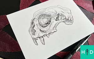 How to Draw Skulls with Ink
