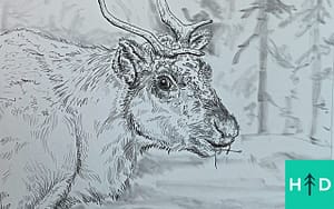 How to Draw a Reindeer