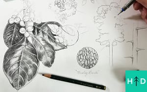 botanical drawing black tupelo