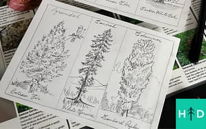 How to Draw Trees Better