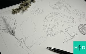 Botanical Drawing Intro: Swamp White Oak