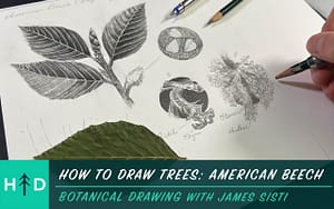 how to draw trees american beech