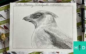 how to draw birds cedar waxwing