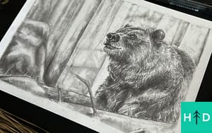 how to draw grizzly bears
