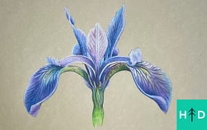 Color Pencil Flower Drawing