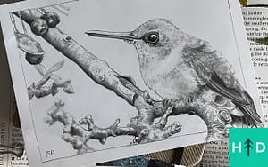 how to draw hummingbirds