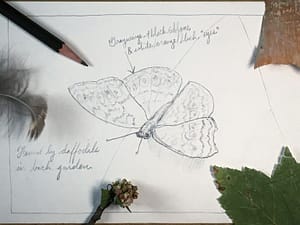 how to draw a butterfly - step 5