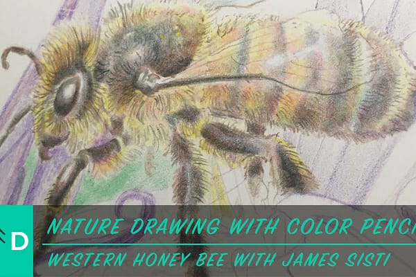 how to draw a honey bee
