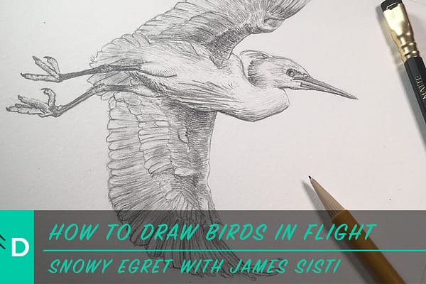 how to draw a bird in flight
