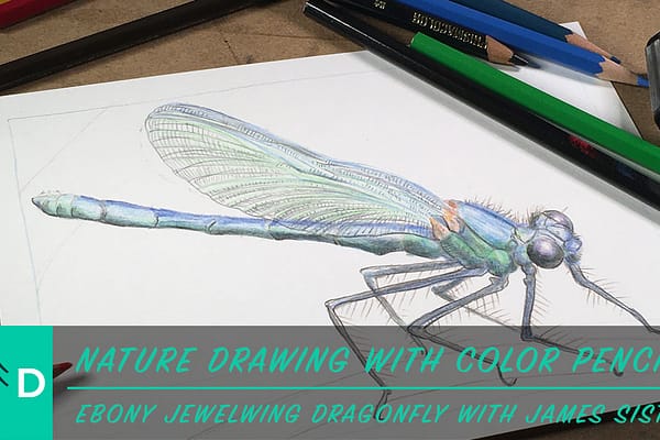 how to draw a dragonfly in color pencil