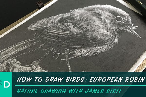 how to draw birds euro robin