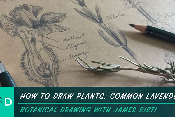 how to draw plants: common lavender