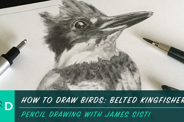 how to draw birds - belted kingfisher