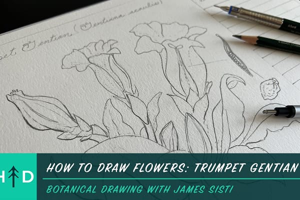how to draw flowers: trumpet gentian