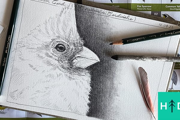 how to draw birds cardinal