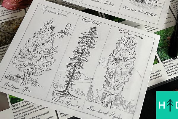 How to Draw Trees Better