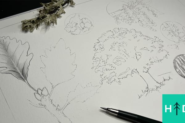Botanical Drawing Intro: Swamp White Oak