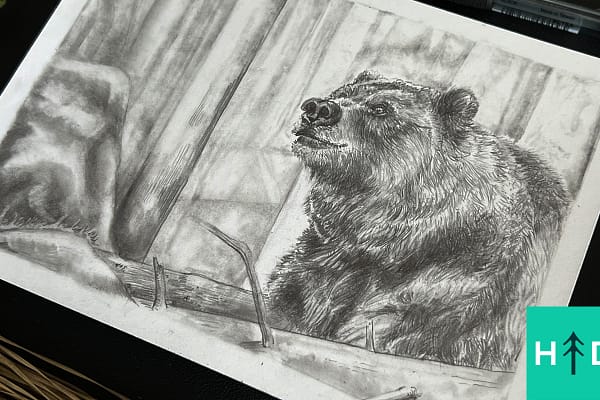 how to draw grizzly bears