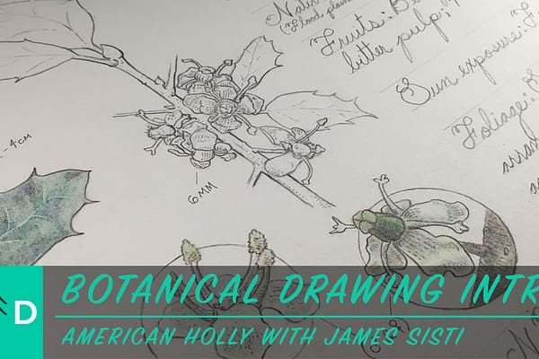 botanical drawing american holly