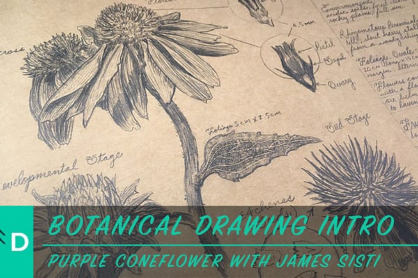 botanical drawing purple coneflower