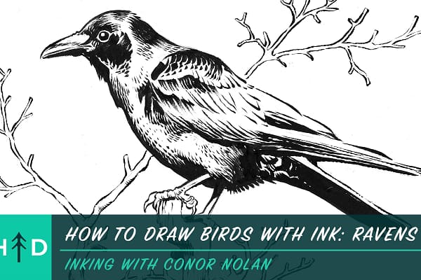 how to draw birds with ink