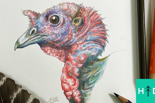 How to Draw a Turkey in Color Pencil