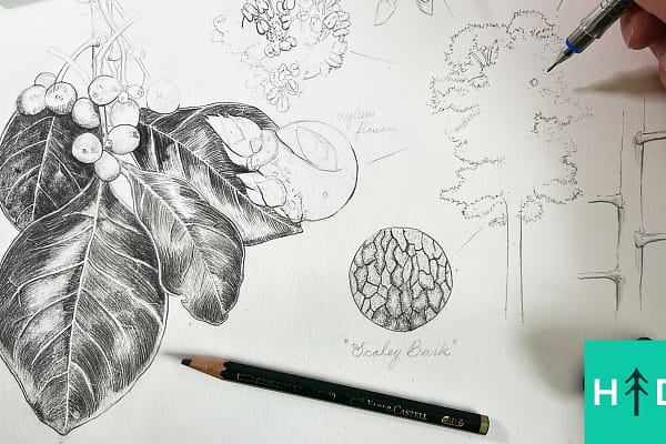 botanical drawing black tupelo