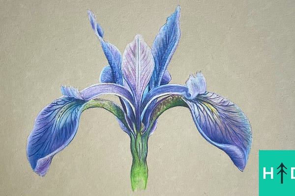 Color Pencil Flower Drawing