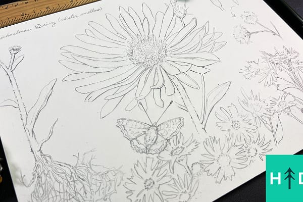 how to draw flowers Michaelmas Daisy