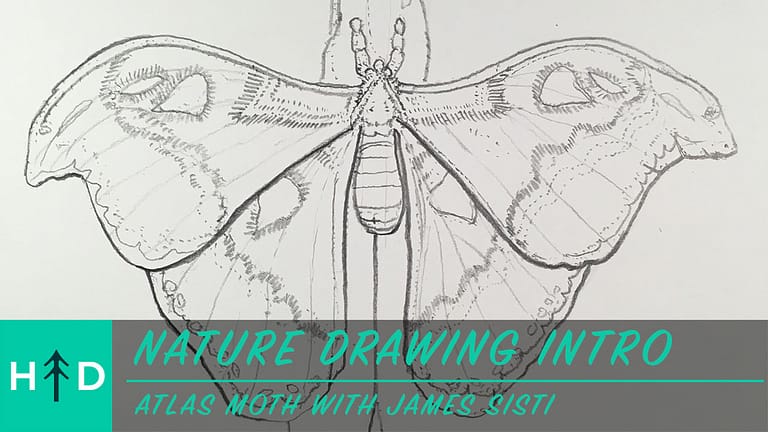 Nature Drawing Intro: Atlas Moth