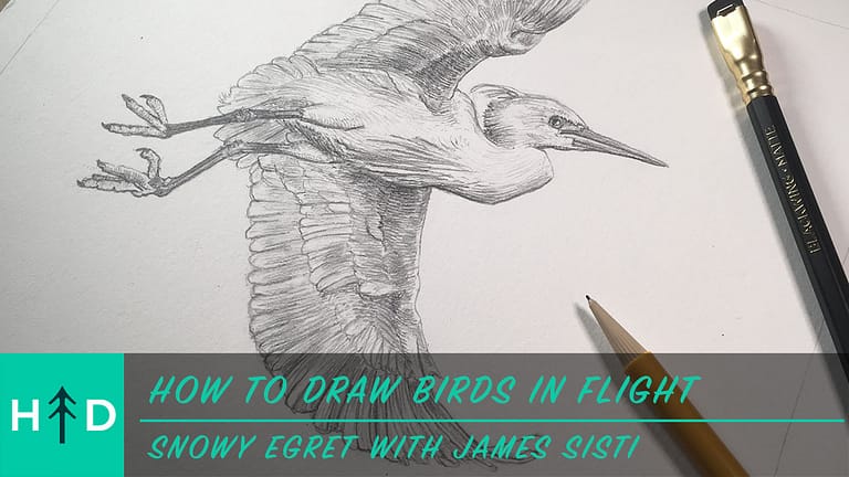 How to Draw Birds in Flight