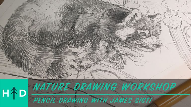 Nature Drawing Workshop: Red Panda