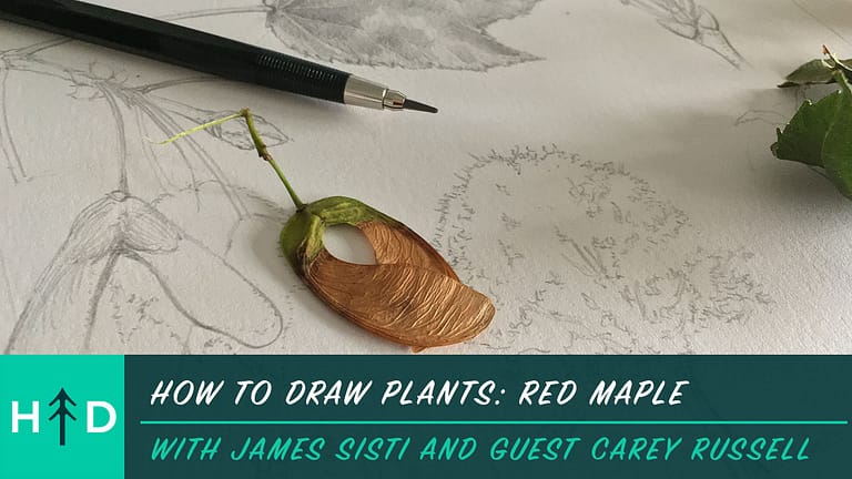 How to Draw Plants: Red Maple
