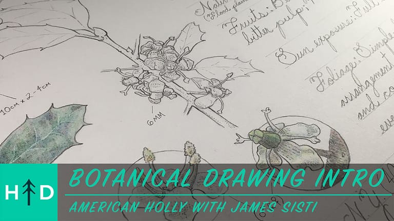Botanical Drawing Intro: American Holly