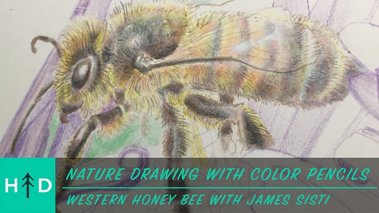 Nature Drawing with Color Pencils: Honey Bee