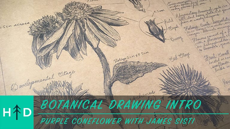 Botanical Drawing Intro: Purple Coneflower