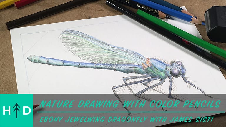 Nature Drawing with Color Pencils Dragonfly